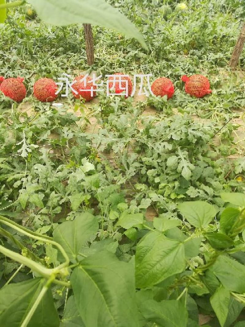 美都8424麒麟西瓜有籽无籽美都西瓜大量供货
