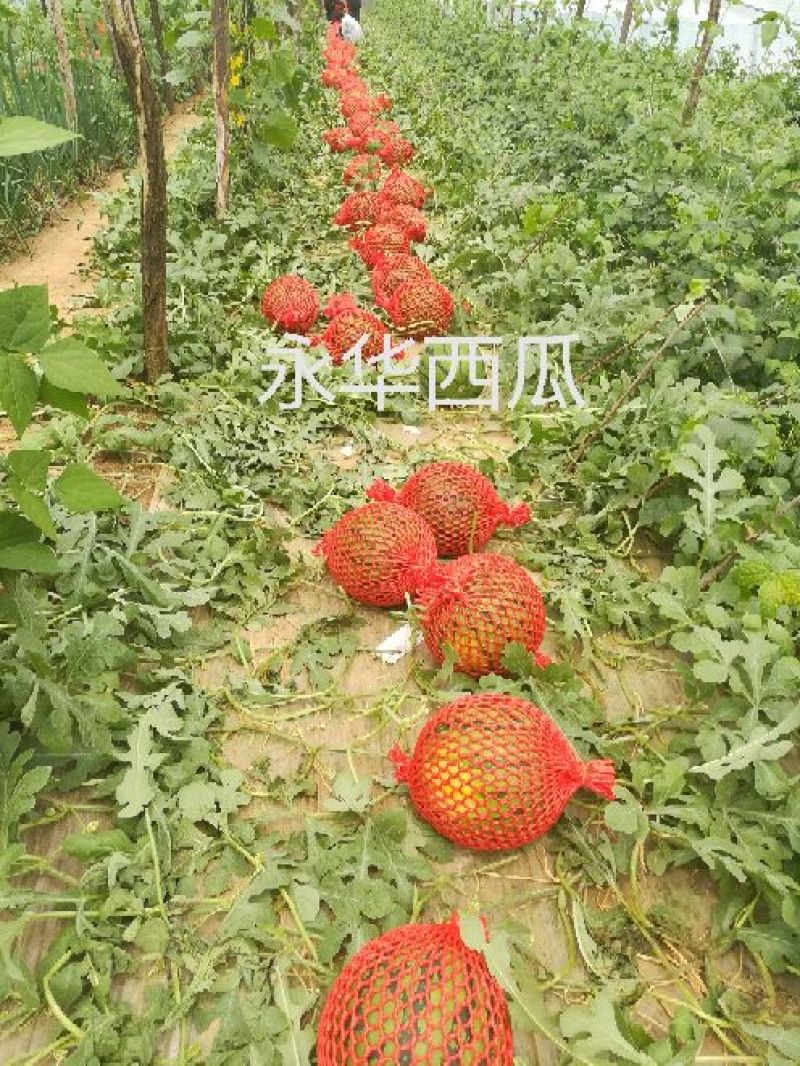 美都8424麒麟西瓜有籽无籽美都西瓜大量供货