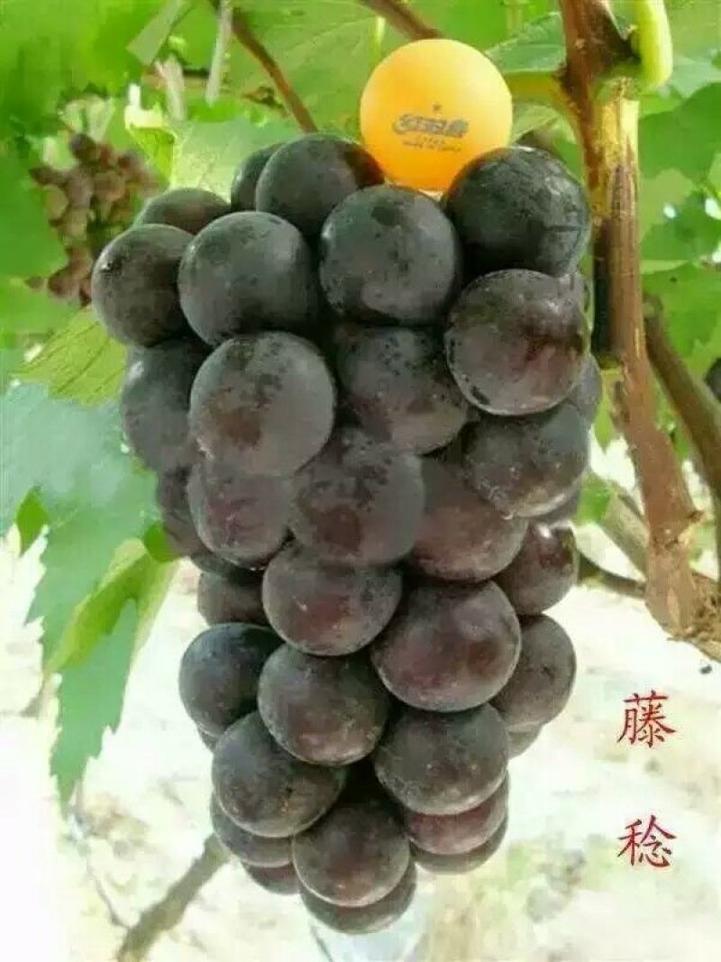 藤稔葡萄苗1年50~80cm保纯度保质量