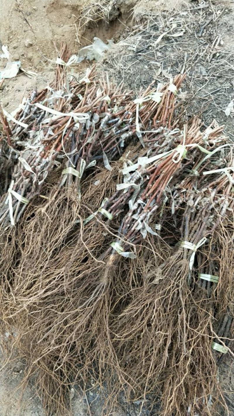 藤稔葡萄苗1年50~80cm保纯度保质量