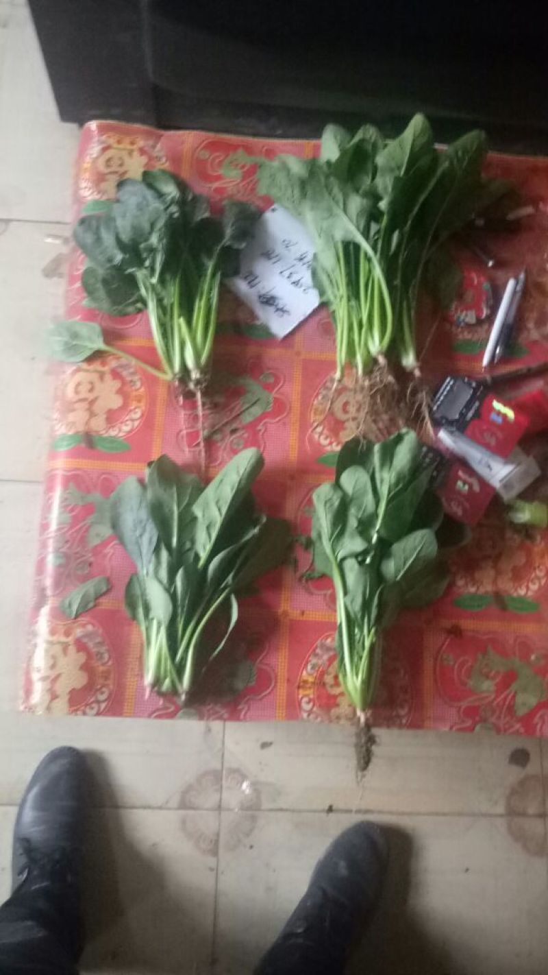 菠菜20~25厘米