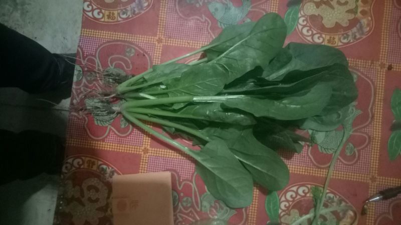 菠菜20~25厘米