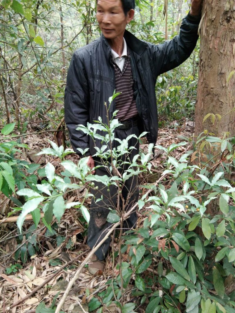 正宗白花牛奶根干货，统货阳枝5厘米以下香味浓郁