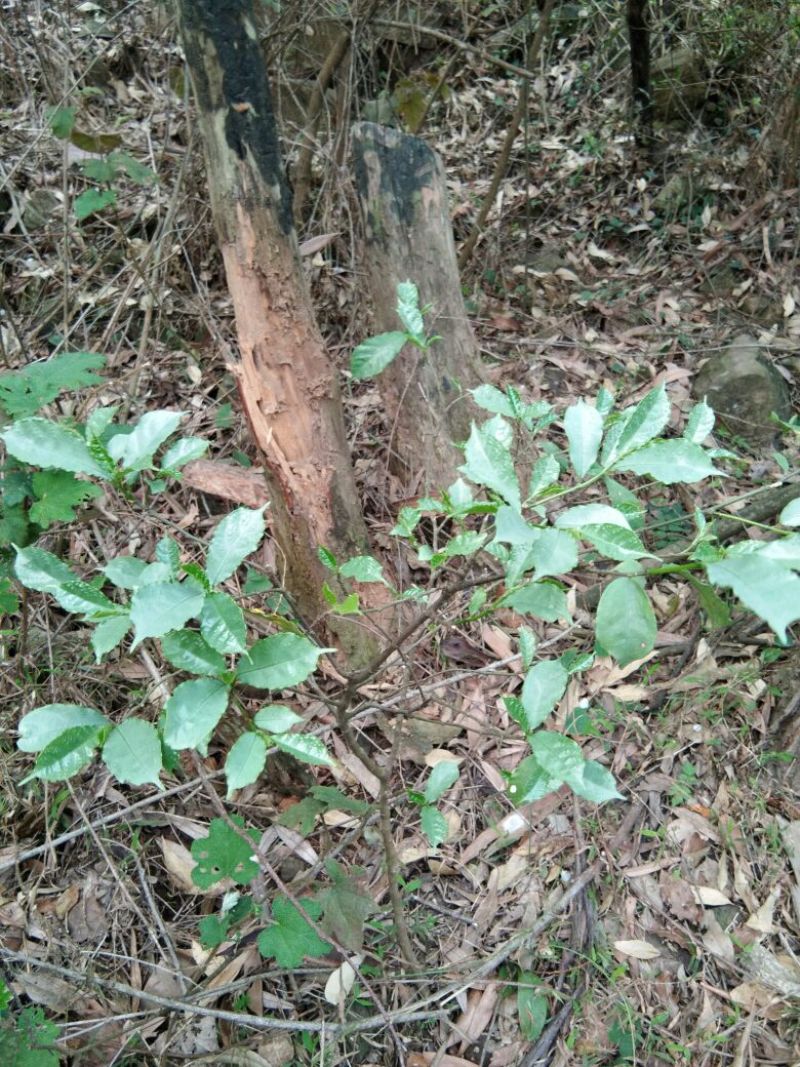 正宗白花牛奶根干货，统货阳枝5厘米以下香味浓郁