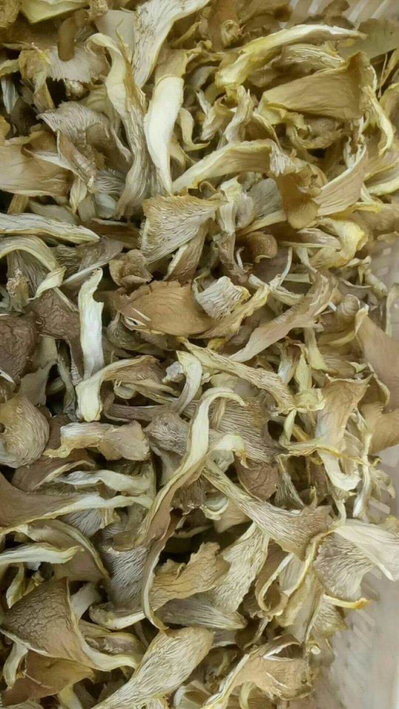 平菇凤尾菇鲍鱼菇干平菇食用菌蘑菇