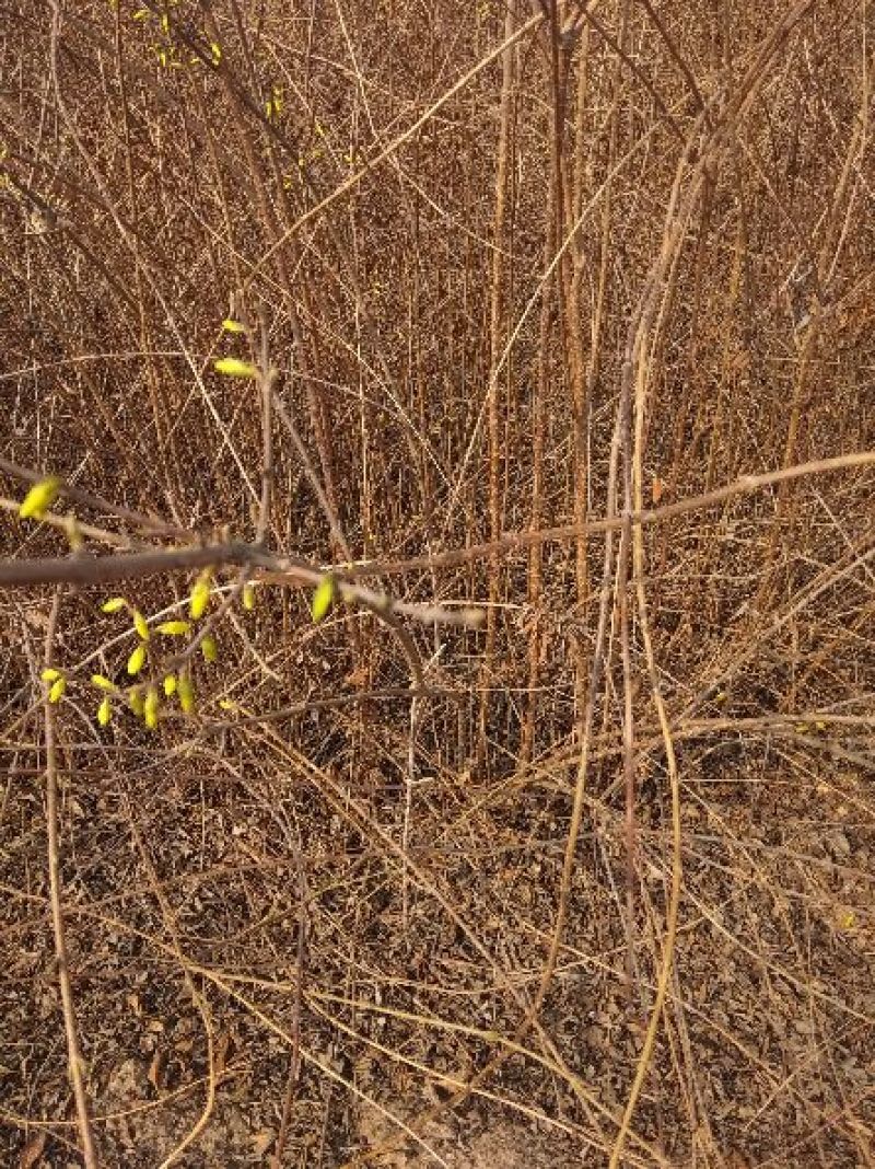 花叶连翘0.5~3cm1.5cm