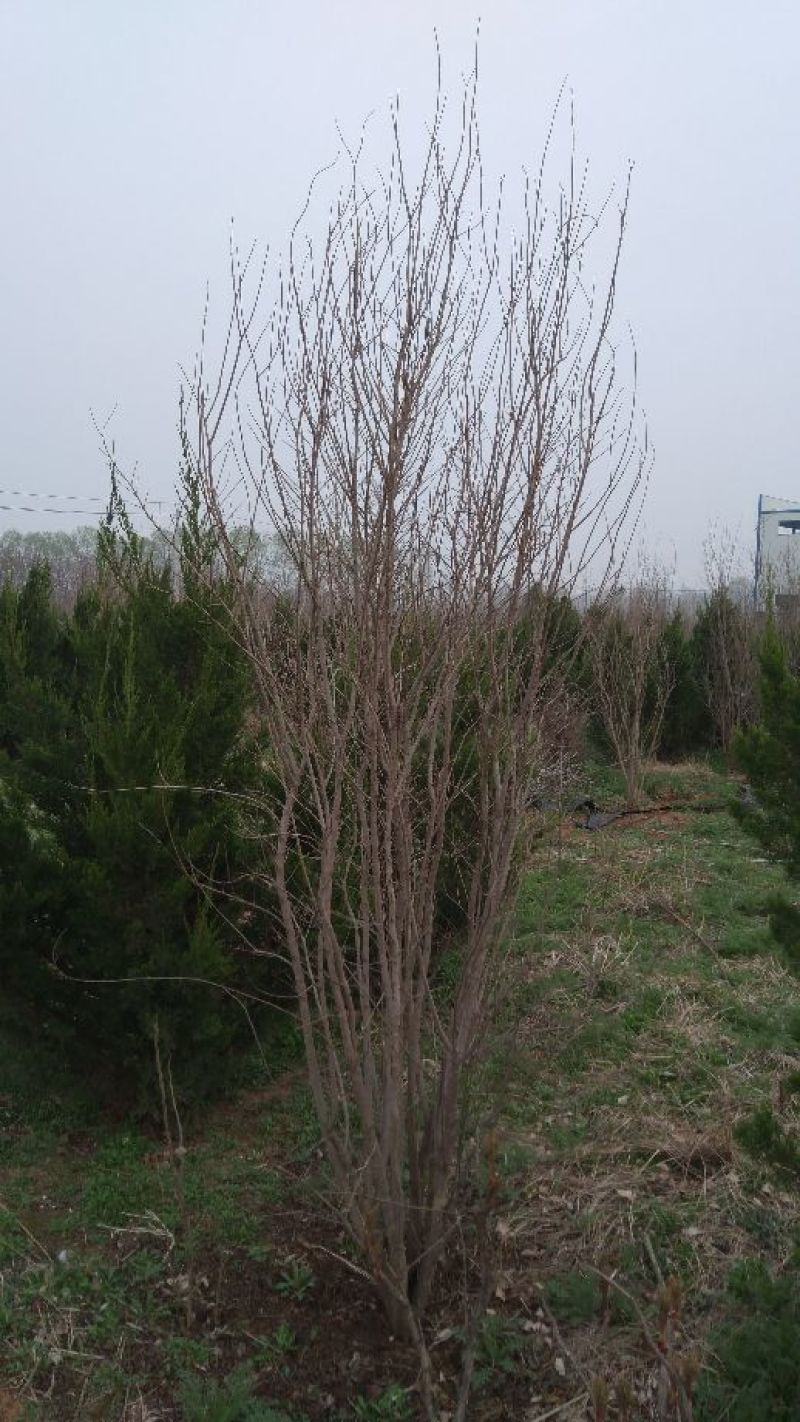 花石榴苗实生苗80cm以上
