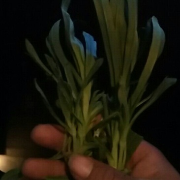 面条菜10~20cm