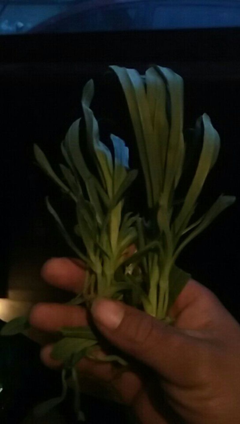 面条菜10~20cm