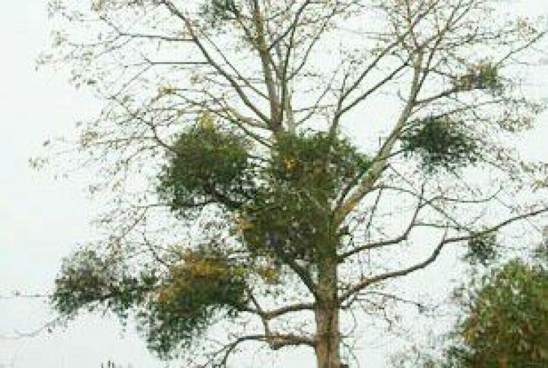桑寄生