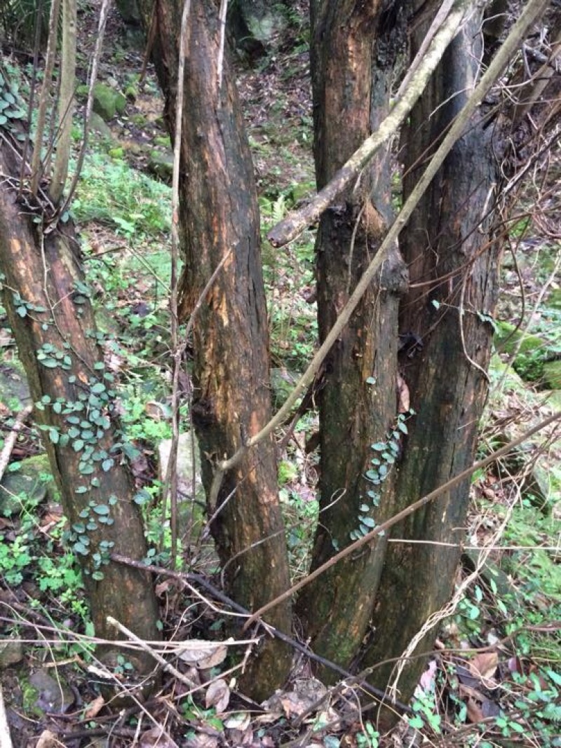 黄荆子黄荆树，树桩