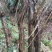 黄荆子黄荆树，树桩
