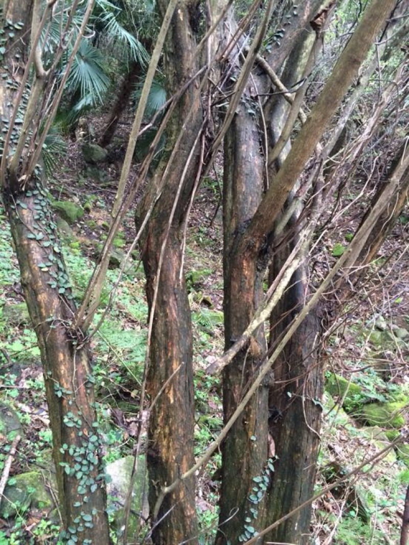 黄荆子黄荆树，树桩