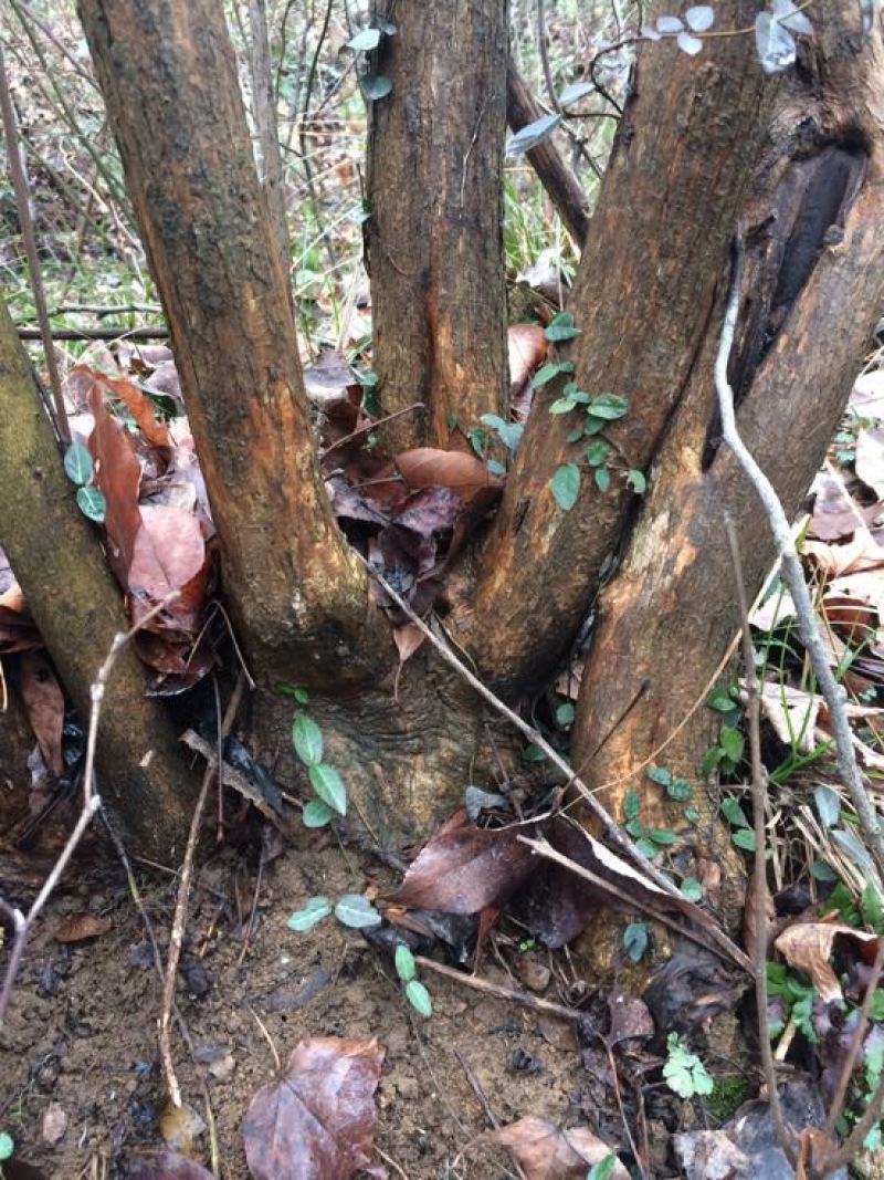 黄荆子黄荆树，树桩