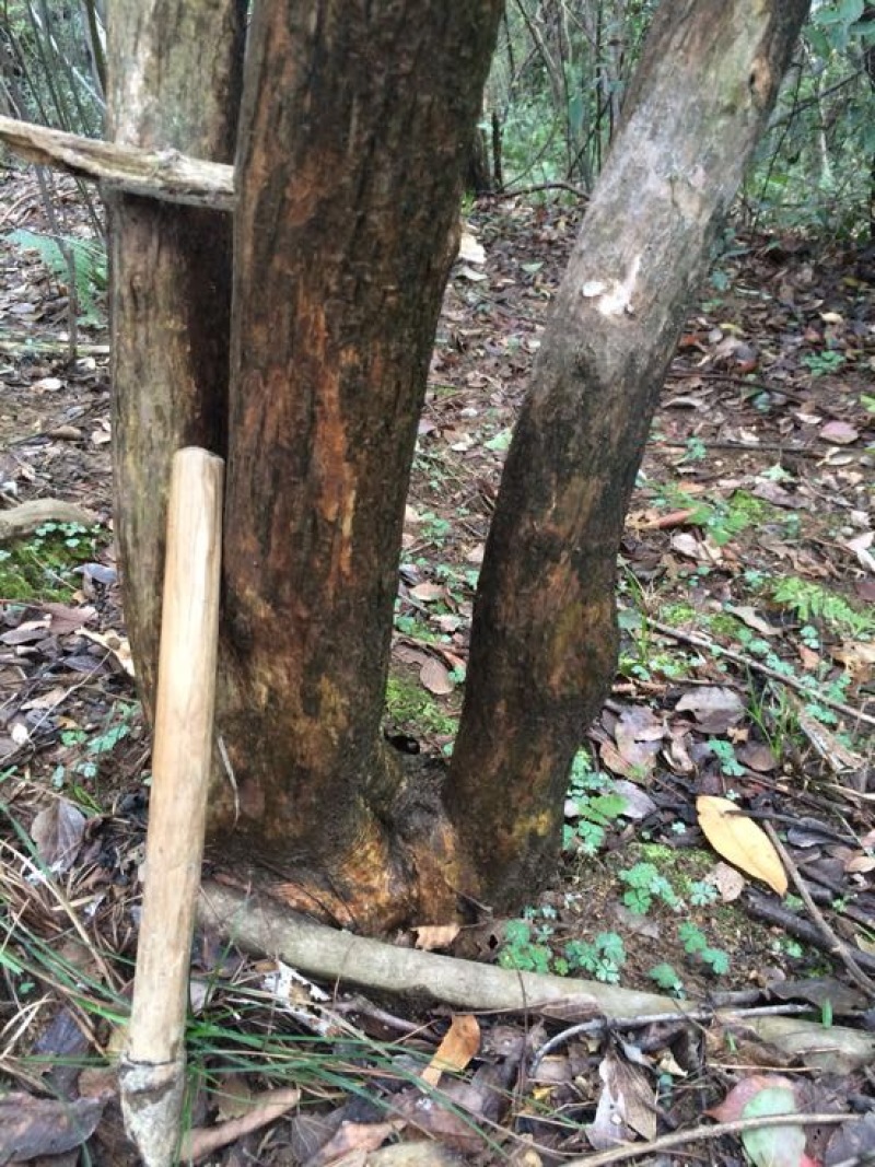 黄荆子黄荆树，树桩