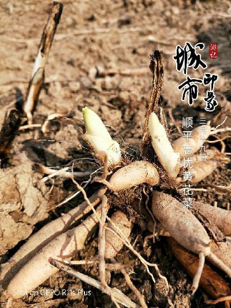 黄花菜种苗现挖现运