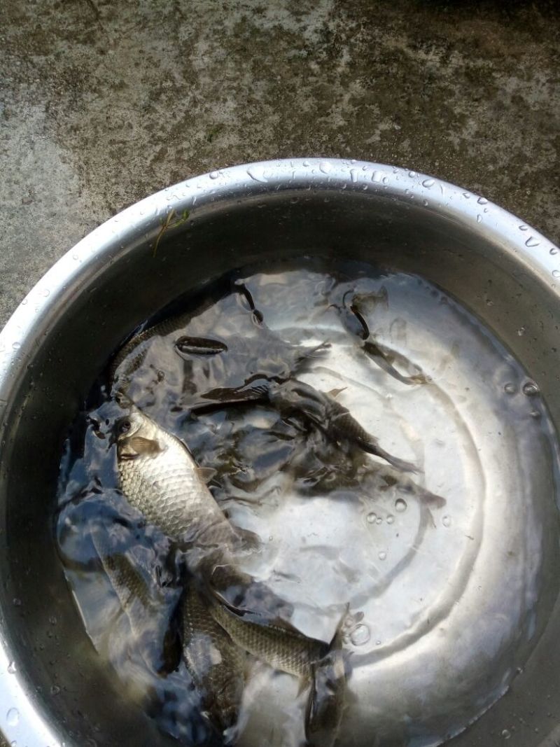 白鲫食用