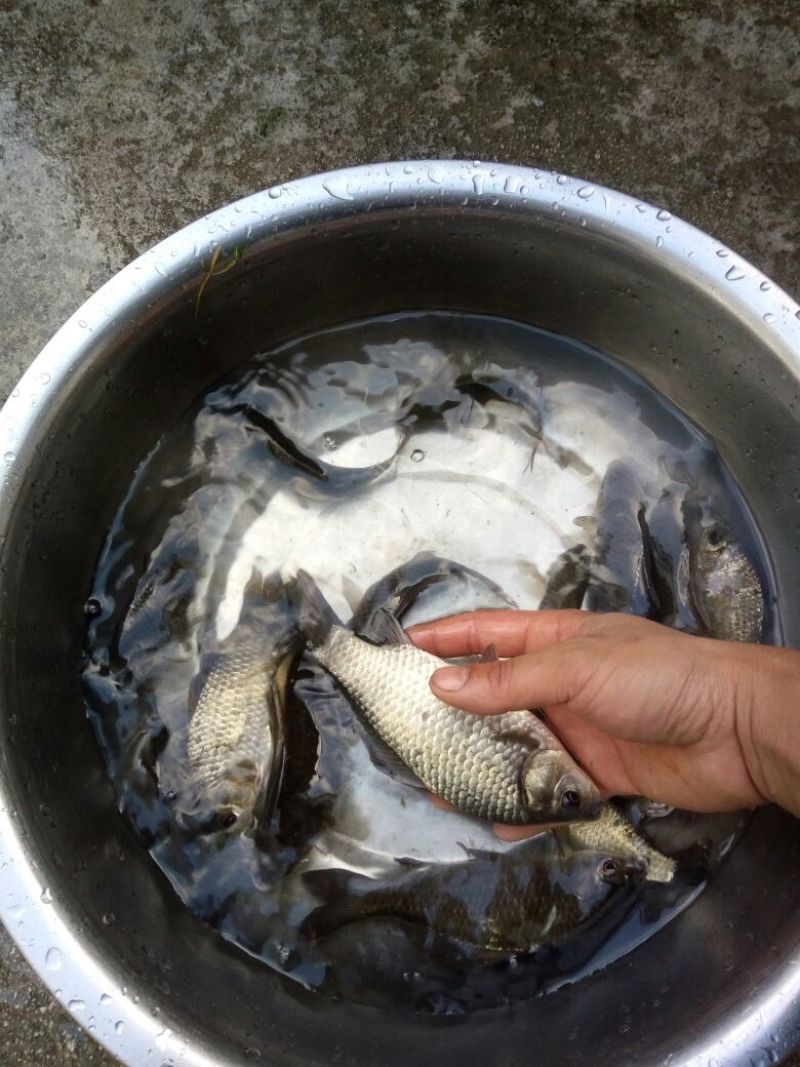 白鲫食用