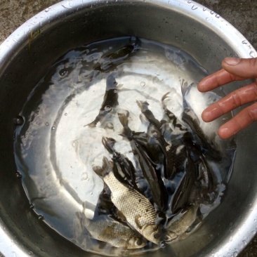 白鲫食用