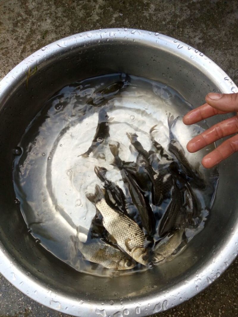 白鲫食用