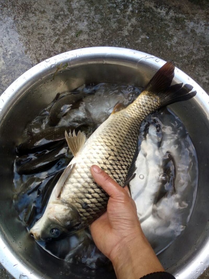 河鲤鱼1~2公斤食用