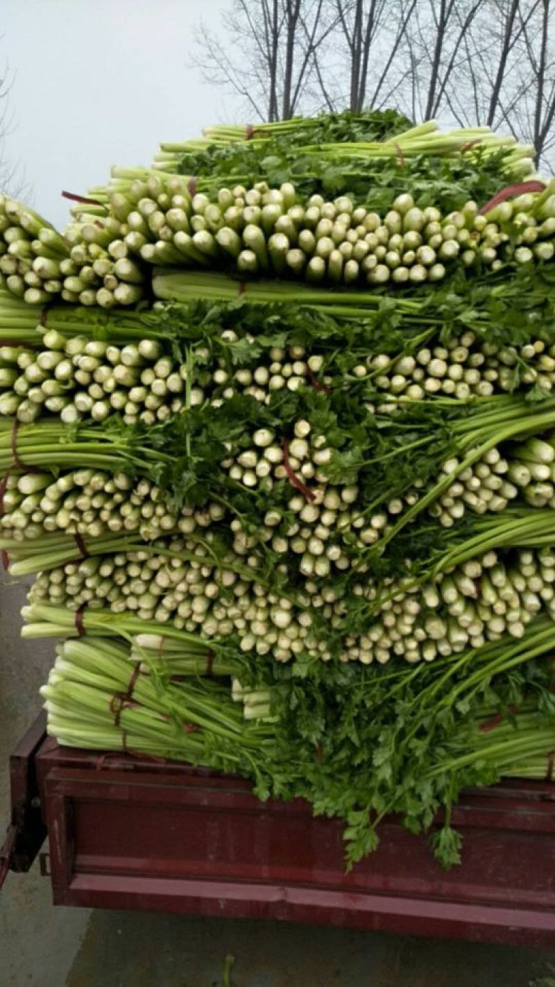 河南西芹60cm以上基地直供，品质保证，可视频看货