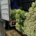 河南西芹60cm以上基地直供，品质保证，可视频看货