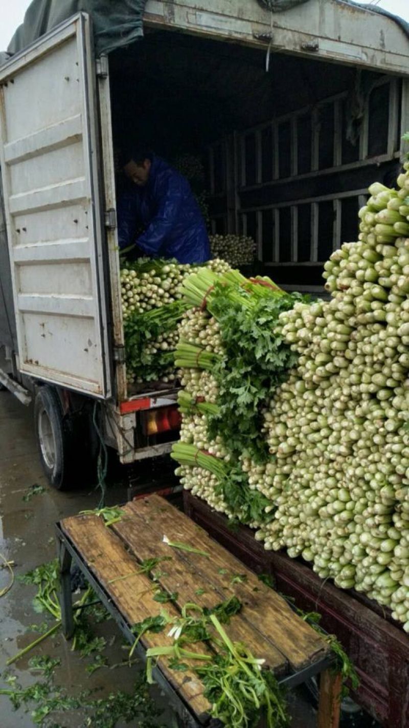 河南西芹60cm以上基地直供，品质保证，可视频看货