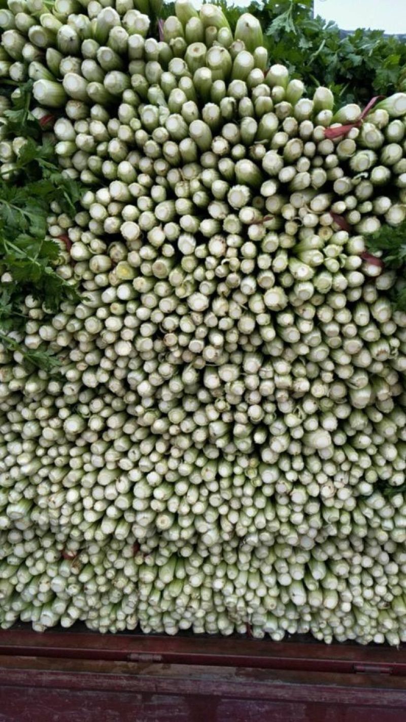 河南西芹60cm以上基地直供，品质保证，可视频看货