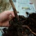 蓝莓苗2年以上100~120cm