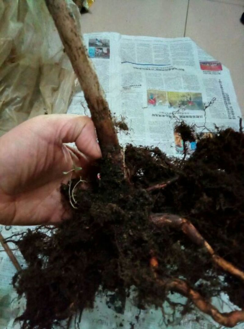 蓝莓苗2年以上100~120cm