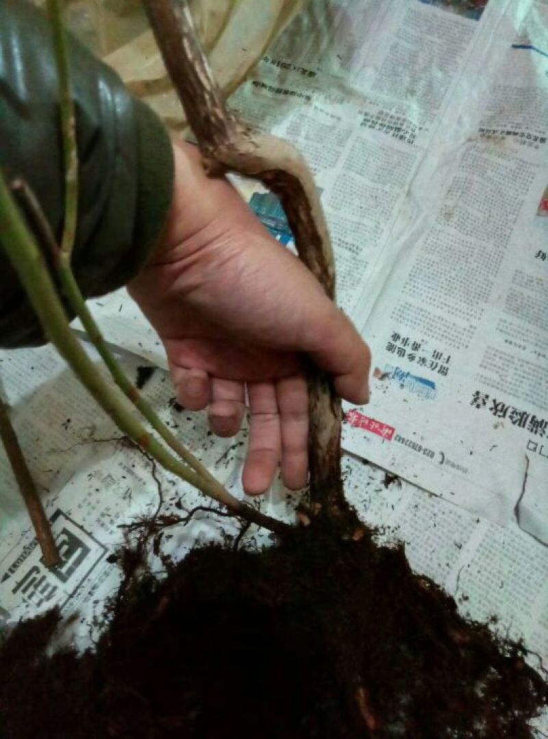 蓝莓苗2年以上100~120cm