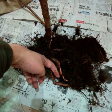 蓝莓苗2年以上100~120cm
