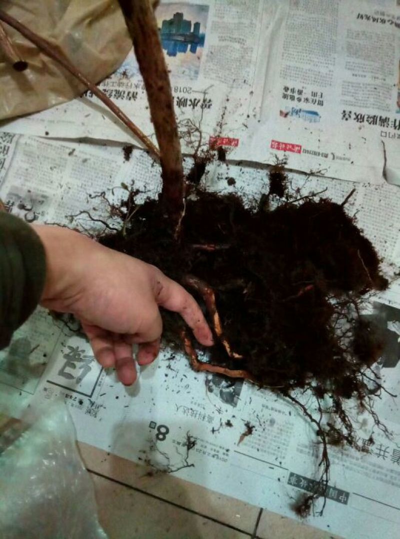 蓝莓苗2年以上100~120cm