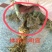 长果桑树苗胖桑等提供技术现起现发，保湿发货