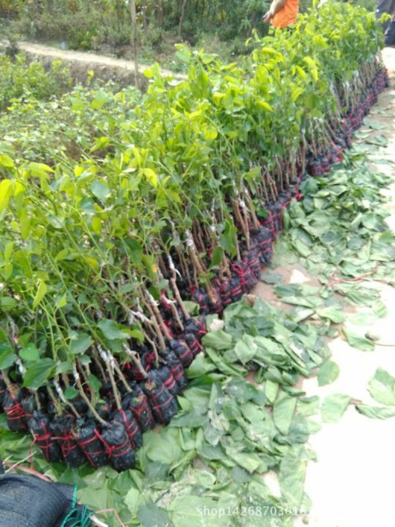 长果桑树苗胖桑等提供技术现起现发，保湿发货