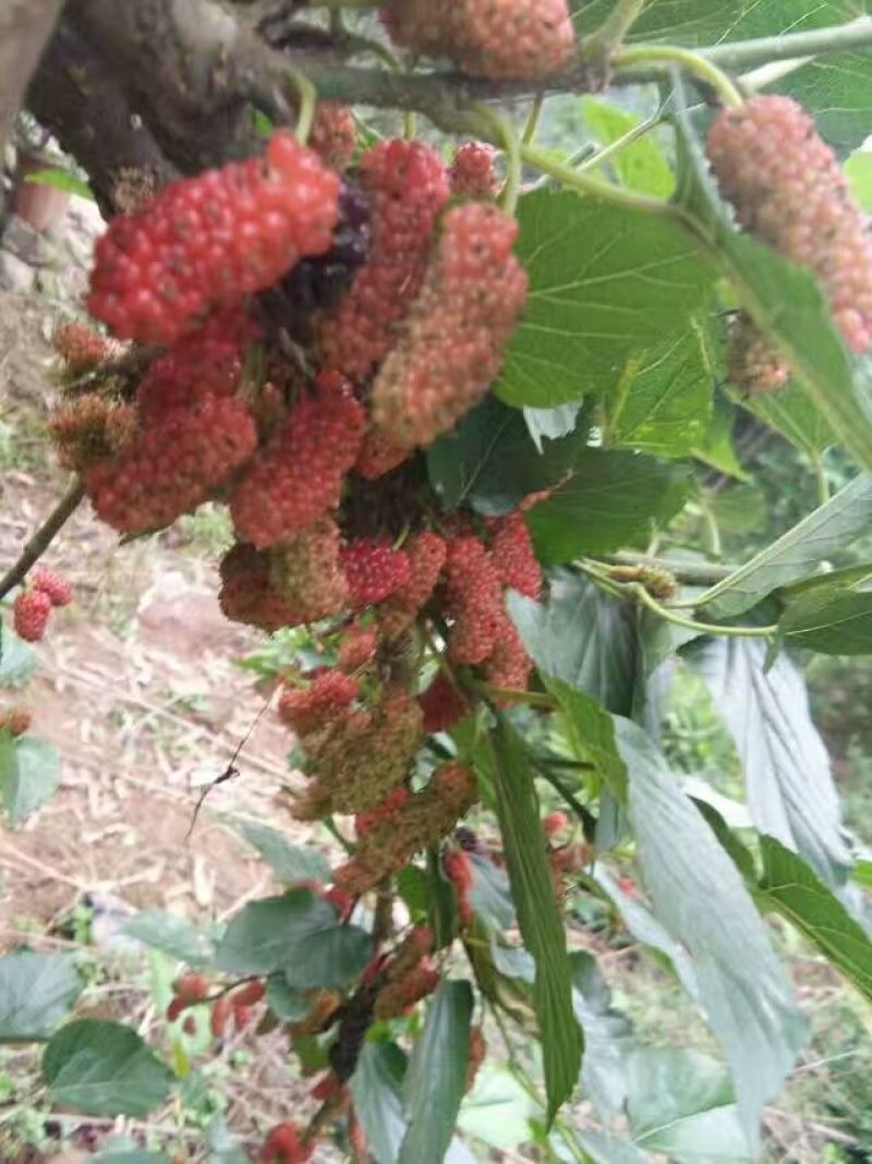 长果桑树苗胖桑等提供技术现起现发，保湿发货