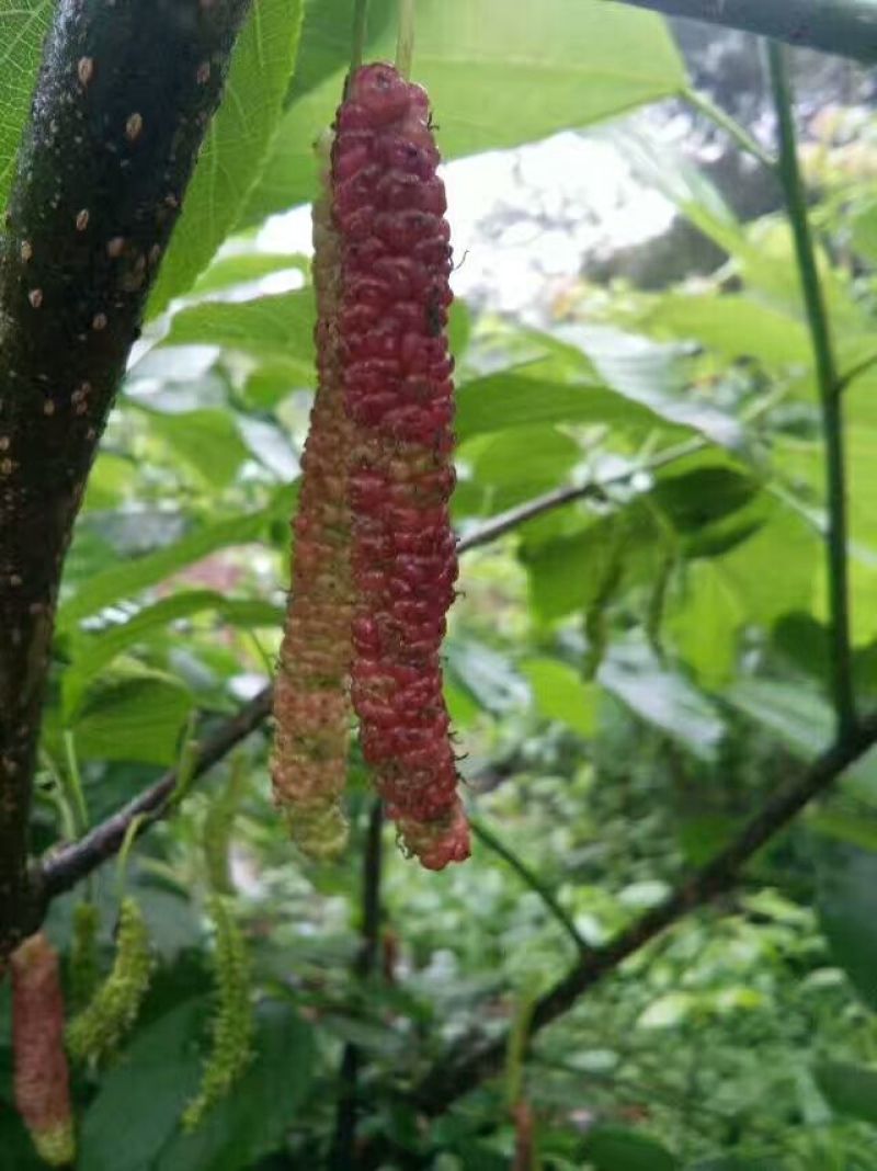 长果桑树苗胖桑等提供技术现起现发，保湿发货