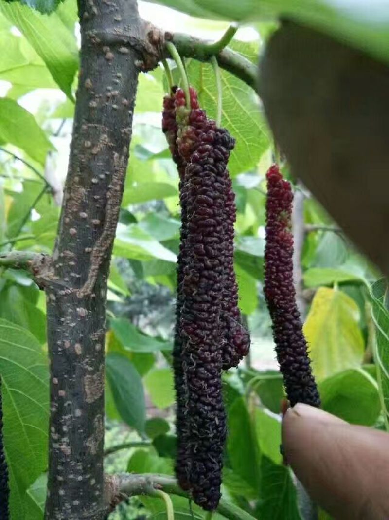 长果桑树苗胖桑等提供技术现起现发，保湿发货