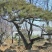 造型松四到三十公分粗都有！