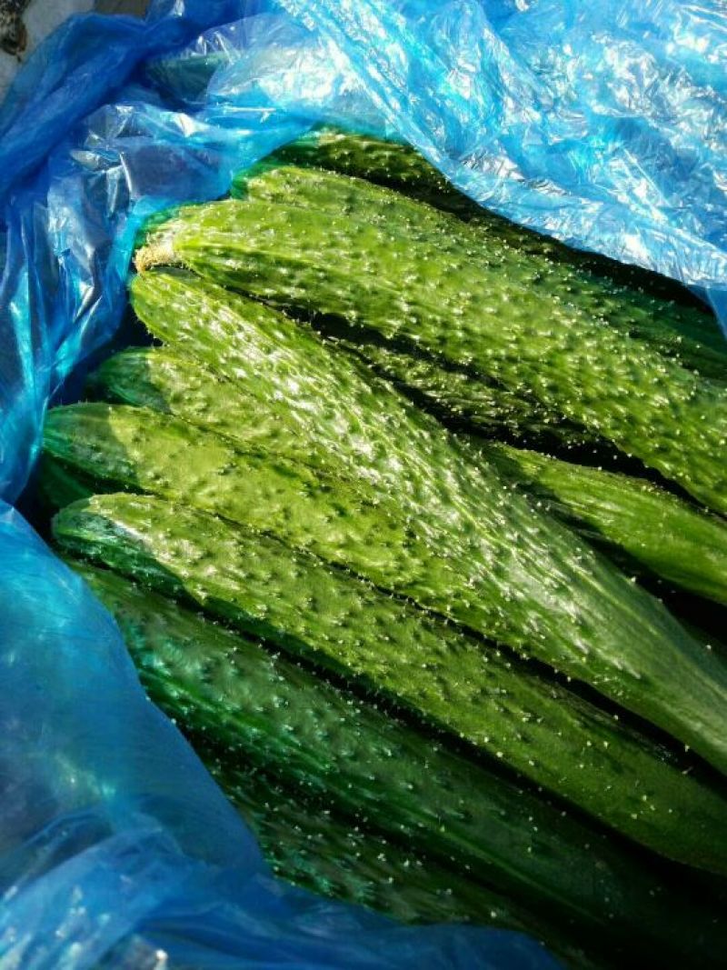 德瑞特721鲜花带刺25公分以上，全国超市电商直供。