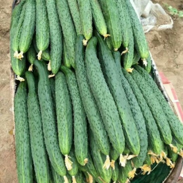 黄瓜鲜花带刺22~25公分