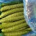 黄瓜鲜花带刺22~25公分