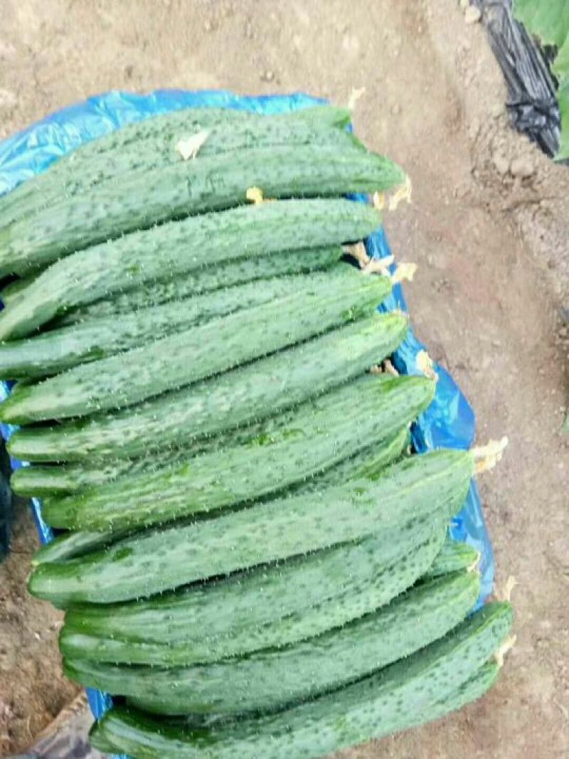 黄瓜鲜花带刺22~25公分