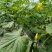 黄瓜鲜花带刺22~25公分