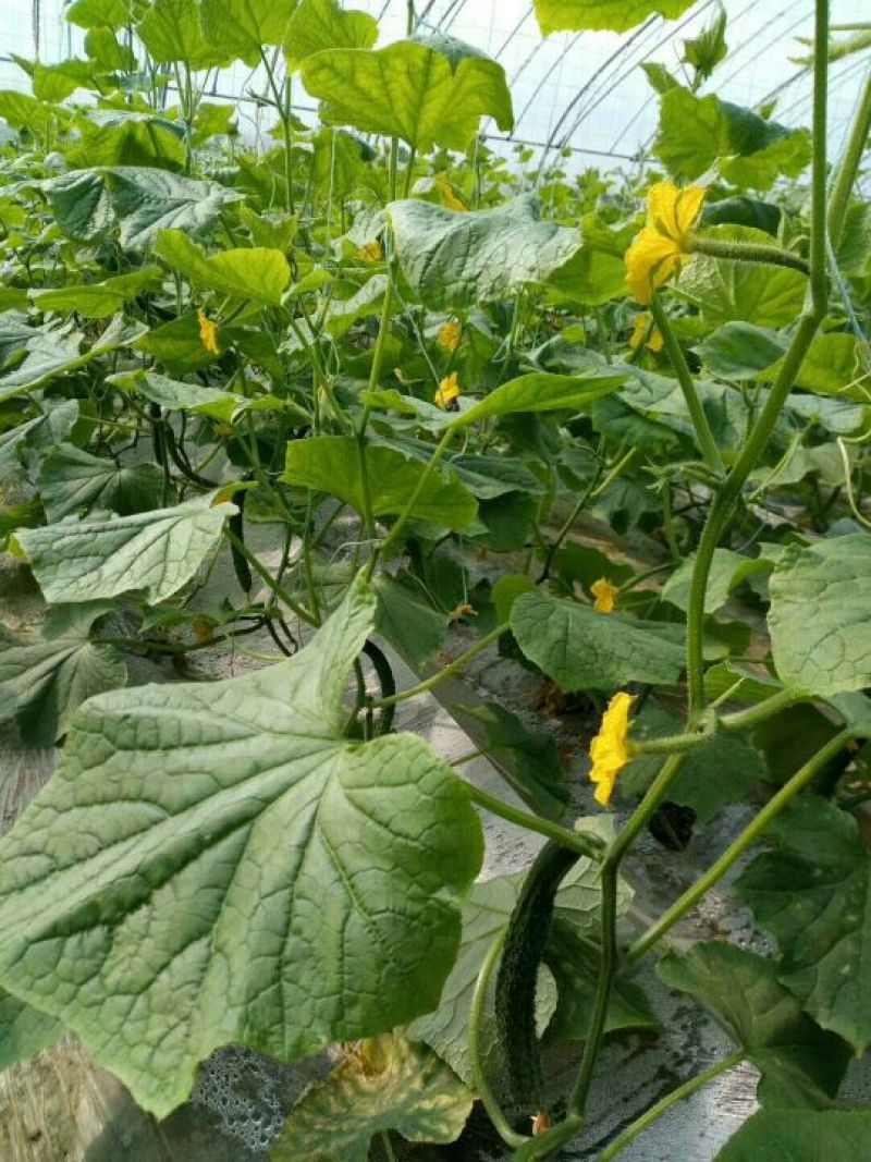 黄瓜鲜花带刺22~25公分