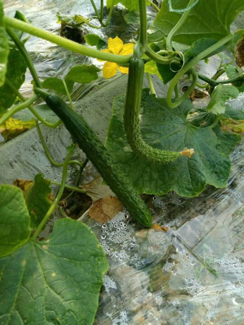 黄瓜鲜花带刺22~25公分