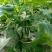 黄瓜鲜花带刺22~25公分