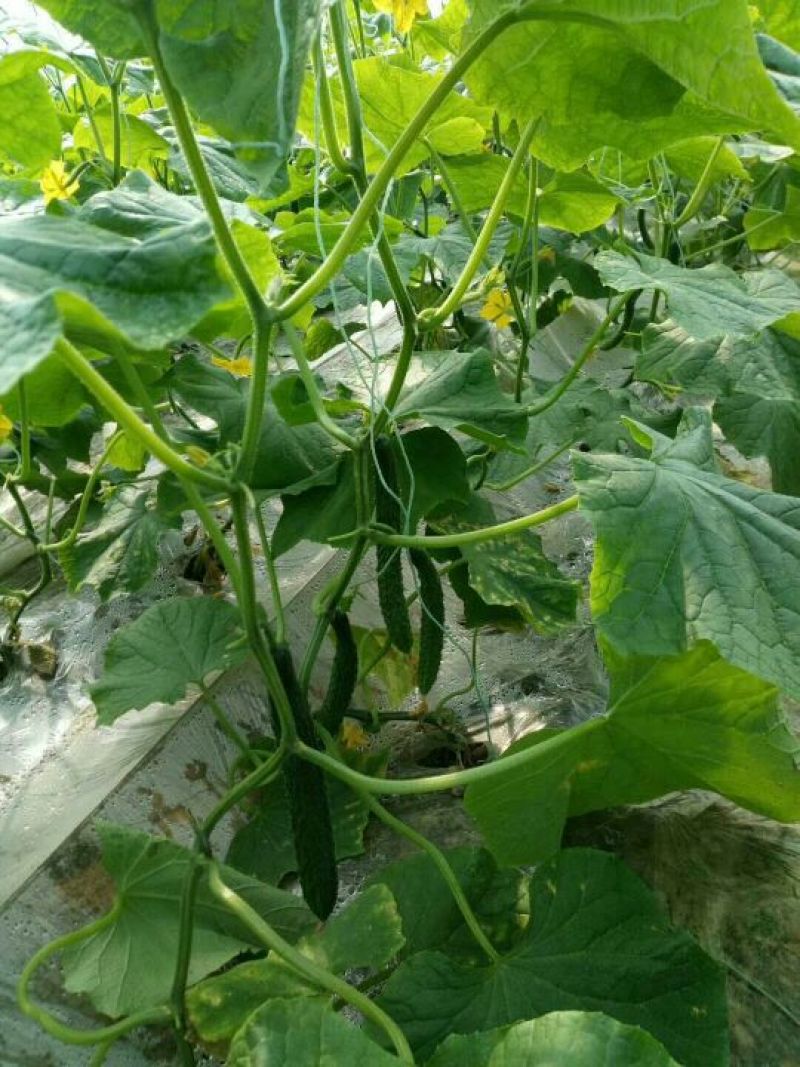 黄瓜鲜花带刺22~25公分