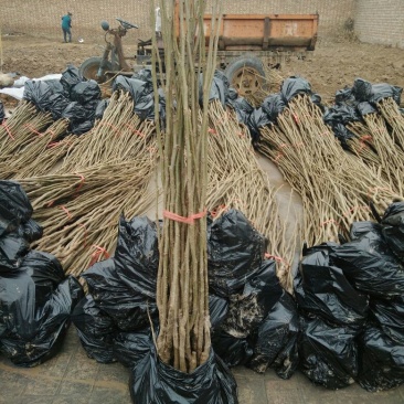 核桃苗50~100cm1~2年